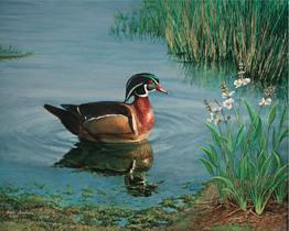Wood Duck Shallow Water
