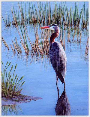 Great Blue Heron